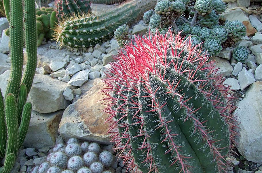 cactus, cactaceae, cactus greenhouse, prickly, red, nature, HD wallpaper