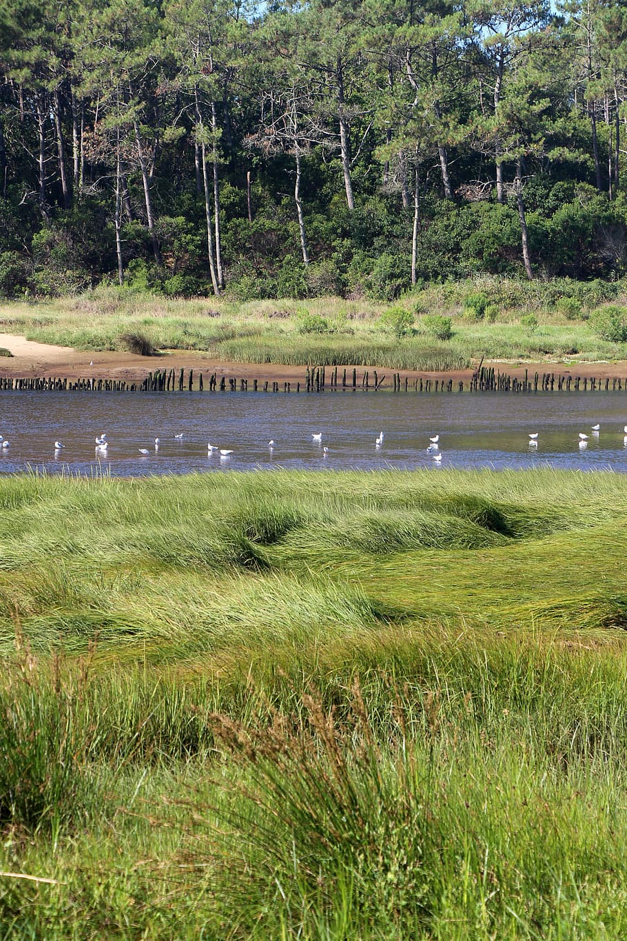 river, water courses, seagulls, plant, grass, green color, animals in the wild HD wallpaper