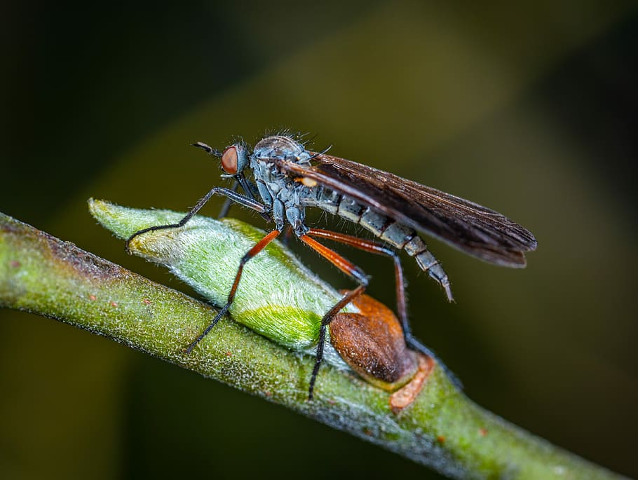 insect, macro, invertebrate, animals in the wild, animal themes HD wallpaper
