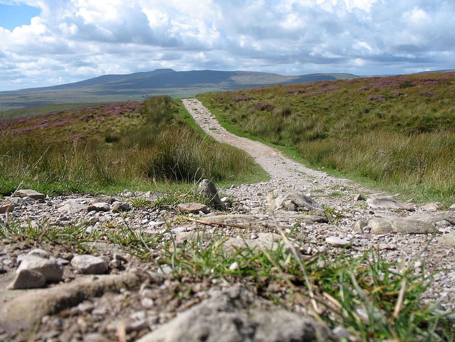 path, detail, ground, low, level, stones, grass, close, landscape HD wallpaper