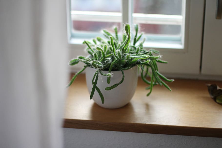 green plant in white ceramic vase, green leafed plants, cactu, HD wallpaper