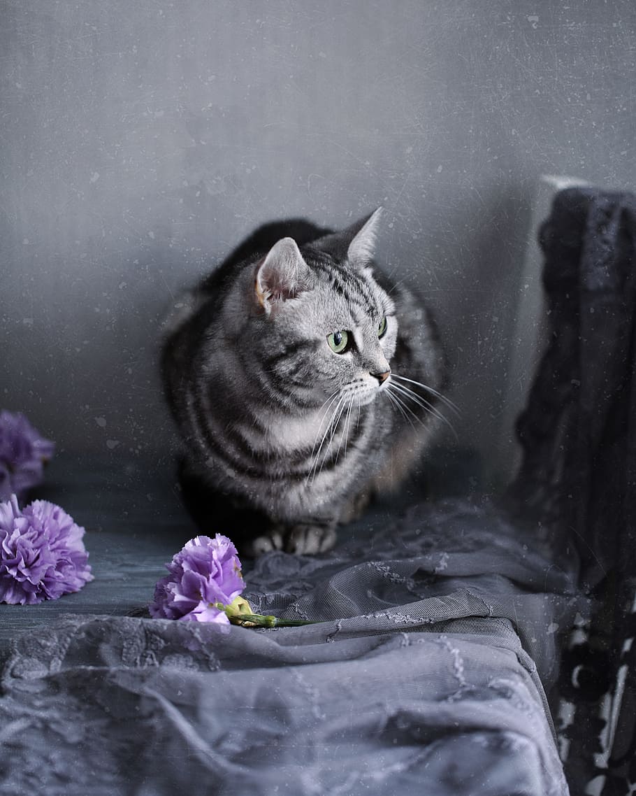 gray tabby cat on gray textile, kitten, mammals, cute, portrait, HD wallpaper