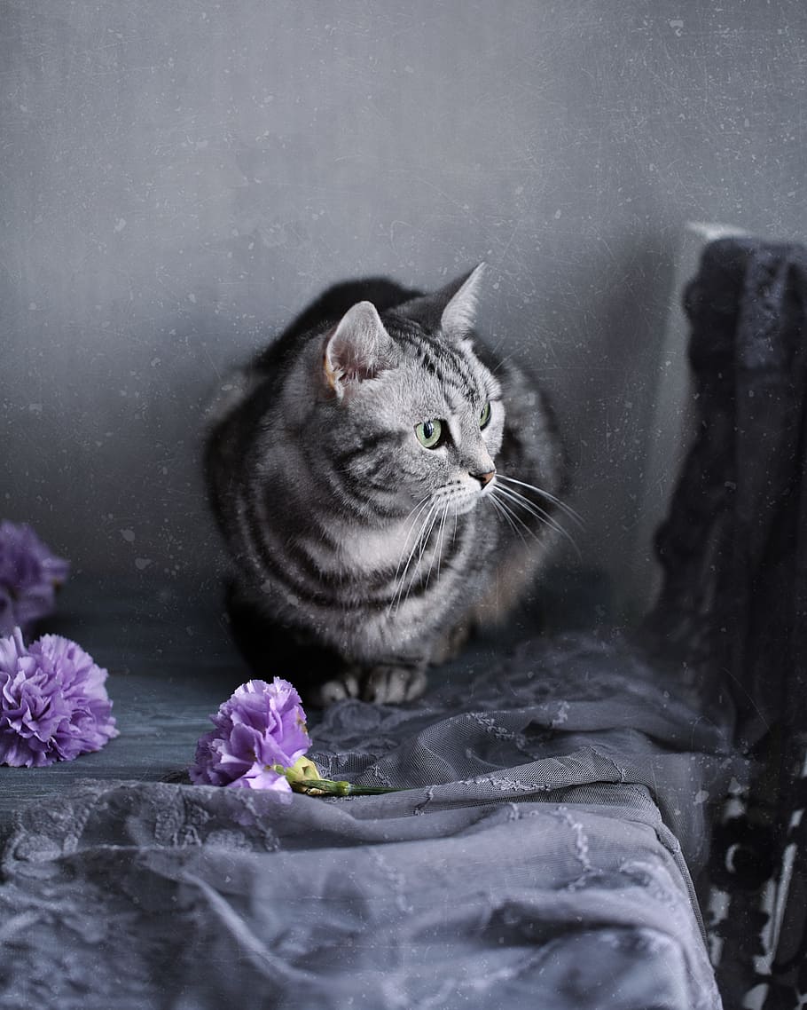 gray tabby cat on gray textile, kitten, mammals, cute, portrait HD wallpaper