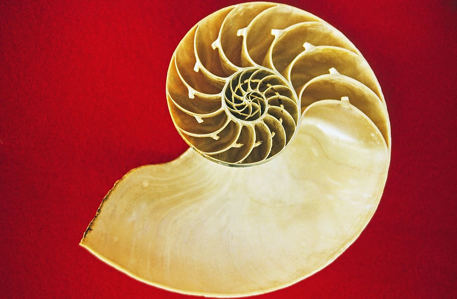 white conch shell on red surface, nautilus, cephalopods, sea