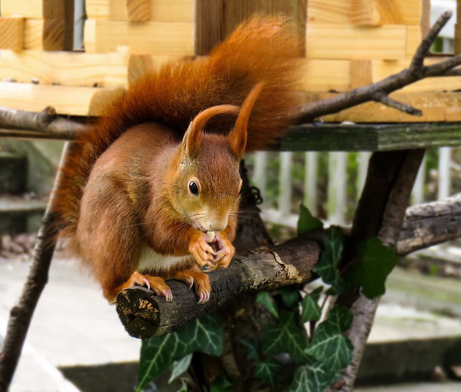 red squirrel holding nut closeup photo, animal, verifiable kitten