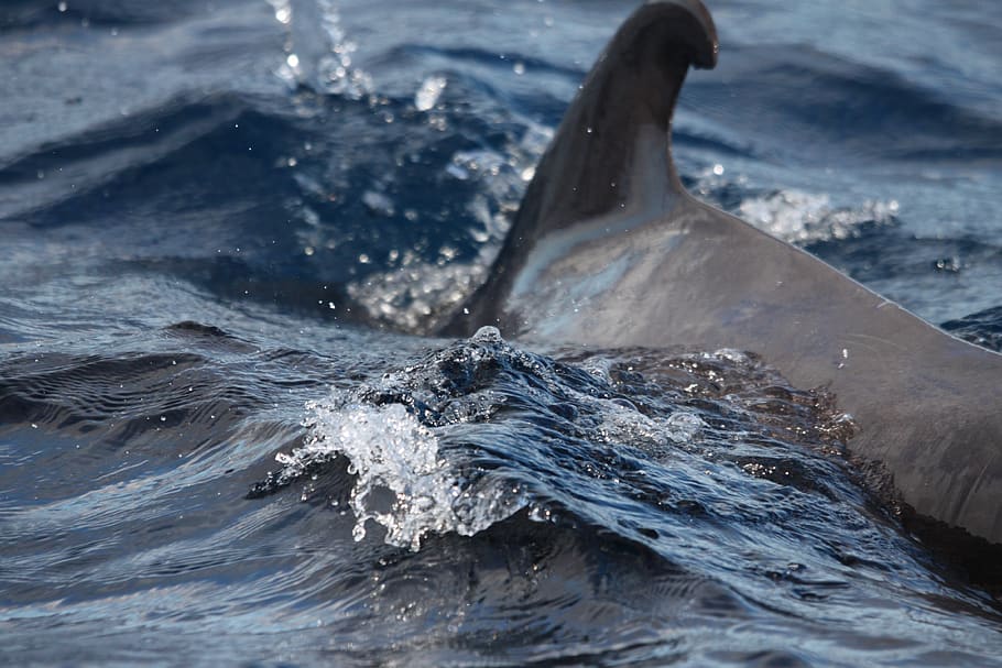 dorsal fin, dolphin, tenerife, atlantic, marine mammals, water, HD wallpaper