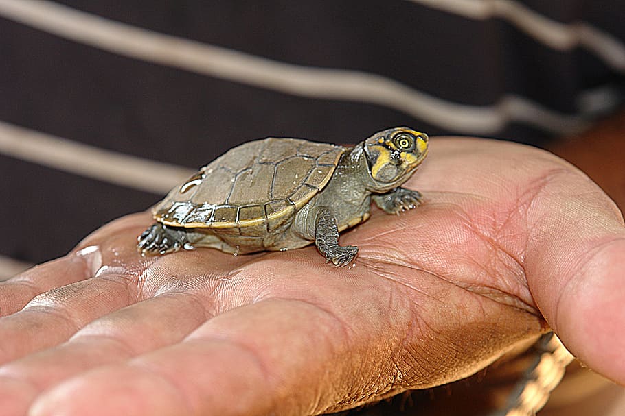 green baby turtle, Peta, Bebe, Hand, Small, helpless, weak HD wallpaper