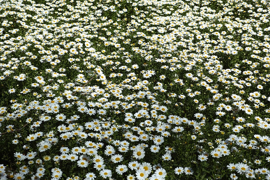 white-petaled flowers field, spring, daisy, garden, flower picture, HD wallpaper