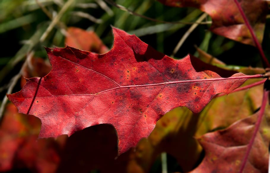 oak leaf, red, reddish, autumn, colorful, emerge, forest, autumn forest HD wallpaper