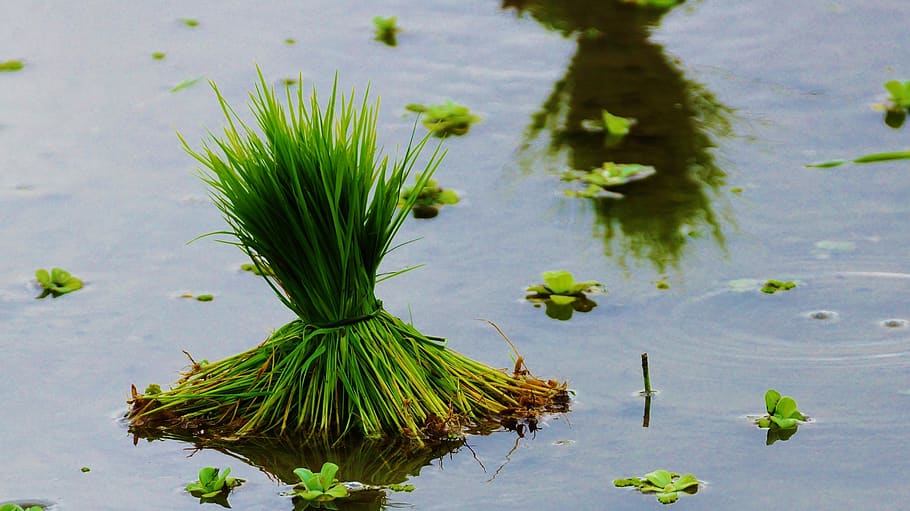 rice, rice field, plant, water, nature, green color, no people HD wallpaper