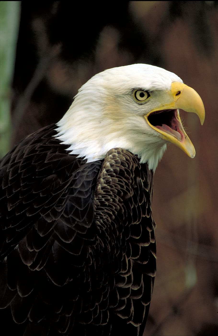 bald eagle, perched, raptor, bird, nature, wild, portrait, american HD wallpaper