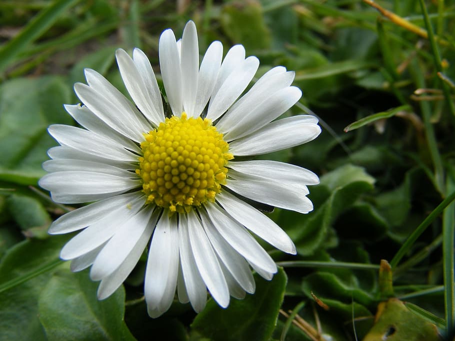 daisy, meadow, nature, white, grass, green, wildflowers, flowering plant HD wallpaper