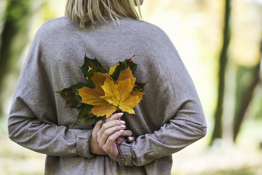 woman holding yellow and gray leaves during daytime, woman holding yellow and green maple leaves HD wallpaper