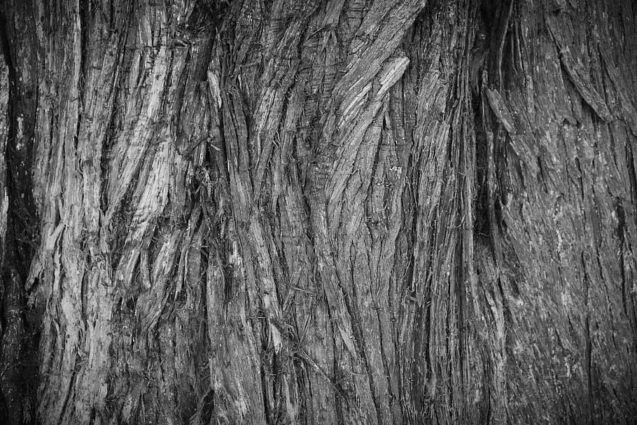 grayscale photo of tree trunk, bark, texture, close up, wood