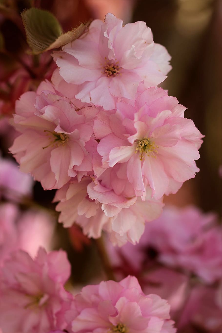 flower tree, japanese cherry, pink, spring, flowering plant HD wallpaper