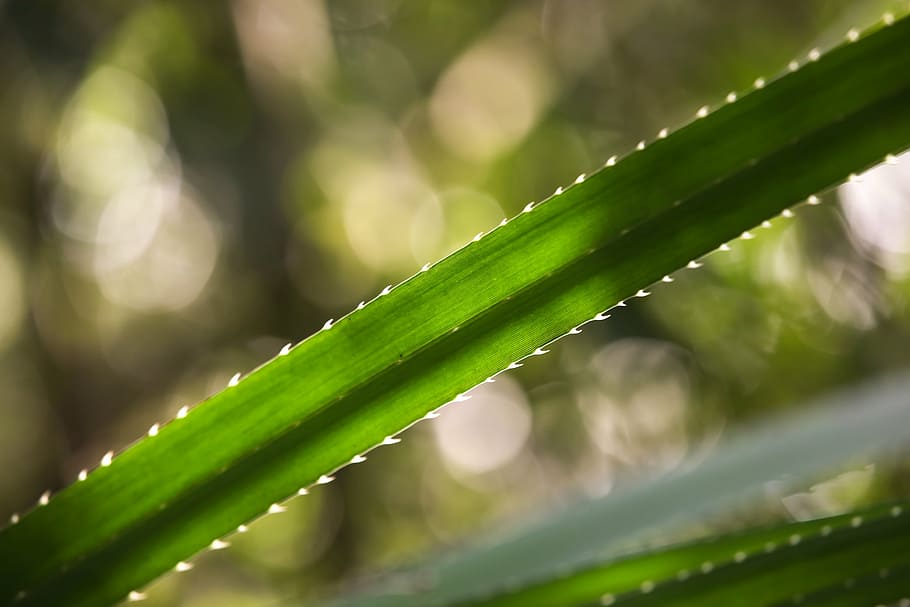 bokeh, leaf, green, plant, spike, nature, spring, summer, growth HD wallpaper