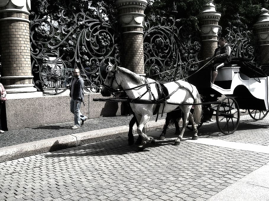 horses, cart, controllers, peter, russia, domestic animals HD wallpaper