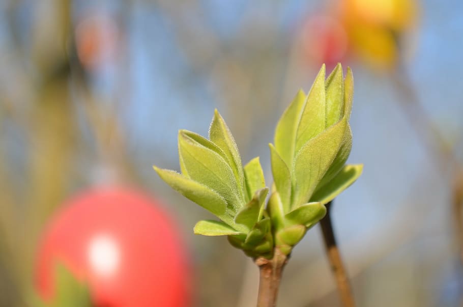 bud, spring, easter, close, shoots, branch, green, leaf, plant part HD wallpaper