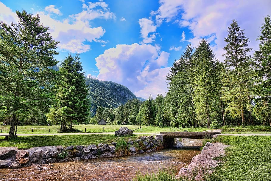 tall green leafed trees during daytime, nature, landscape, almtal HD wallpaper
