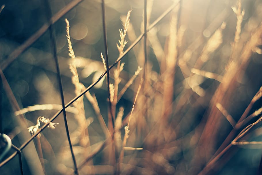 selective-focus photography of brown chain link surrounded by grasses, close up photography of chain link fence HD wallpaper