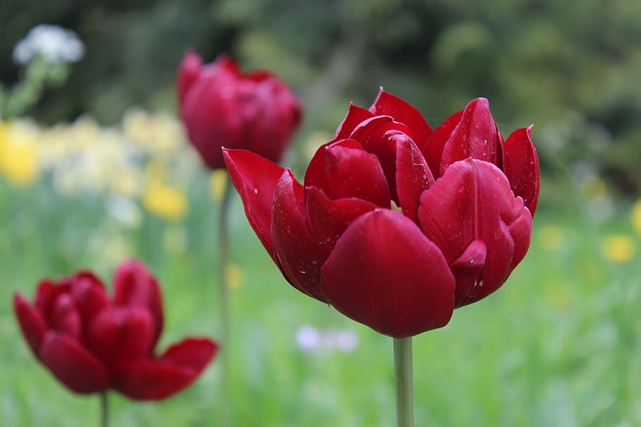 flower, close, nature, flowering plant, freshness, beauty in nature HD wallpaper
