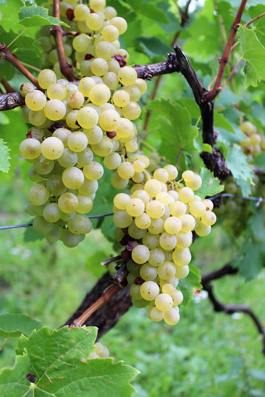 wine, grape, grapes, rivaner, vineyard, müller-turgau, krems, HD wallpaper