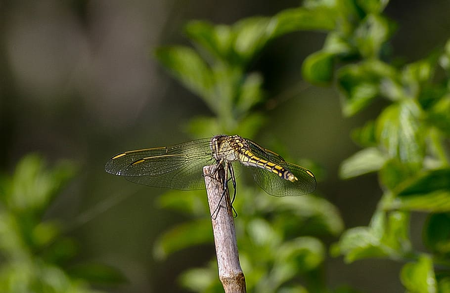 dragonfly, insect, black, yellow, wings, lacy, resting, green HD wallpaper