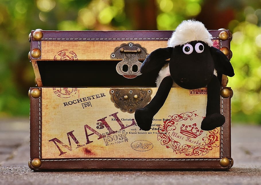 sheep, chest, box, funny, animal, soft toy, stuffed animal HD wallpaper