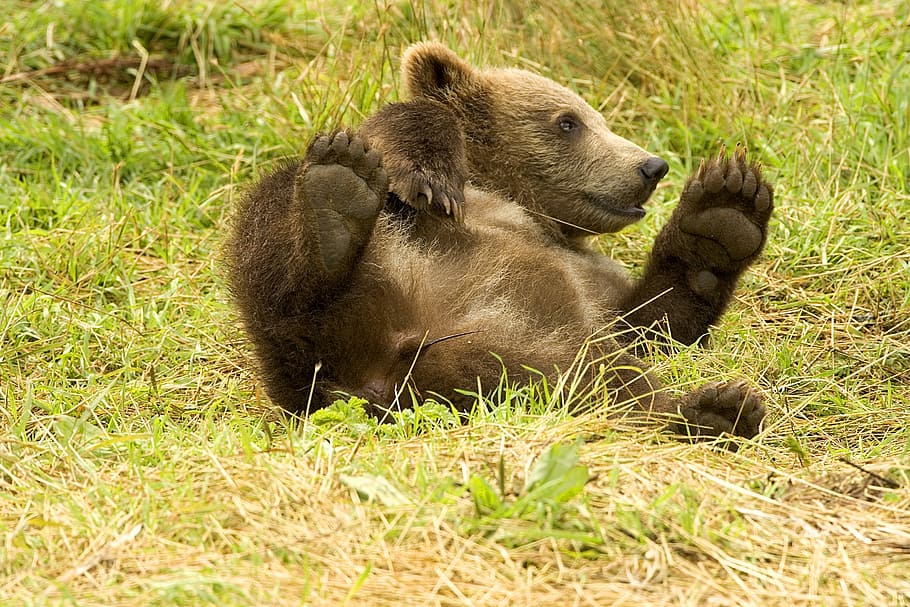 brown bear cub lying on grass field at daytime, rolling, wildlife HD wallpaper