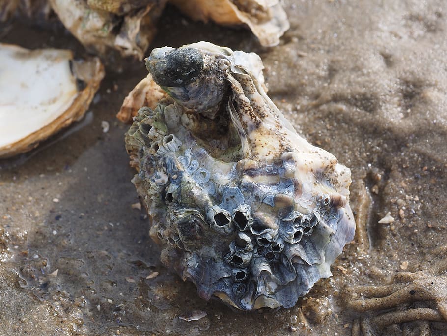 pacific oyster, shell, crassostrea pacifica, crassostrea gigas, HD wallpaper