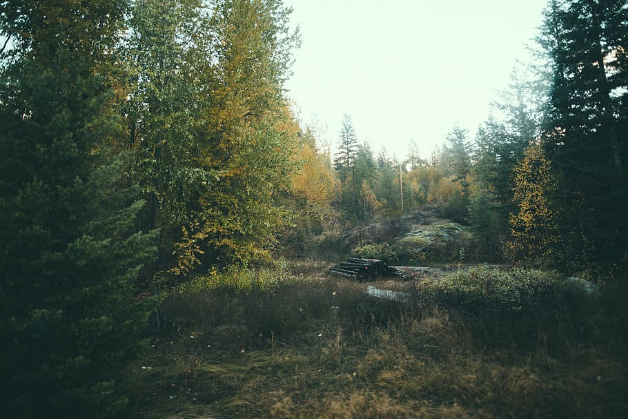 trees near body of water, green, leafed, forest, plants, nature HD wallpaper