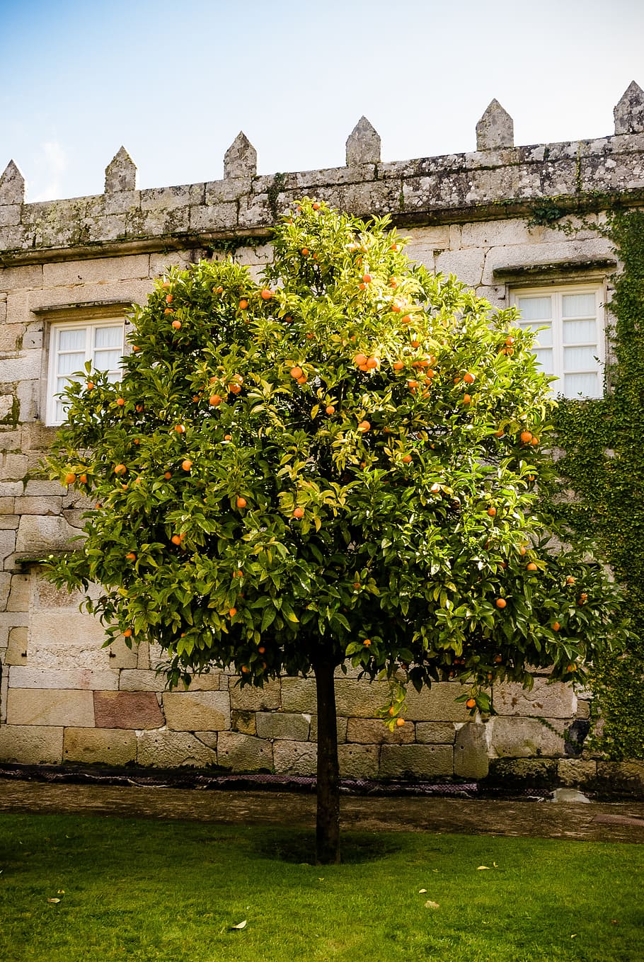 castle, orange tree, garden, wall, architecture, outdoors, built structure HD wallpaper