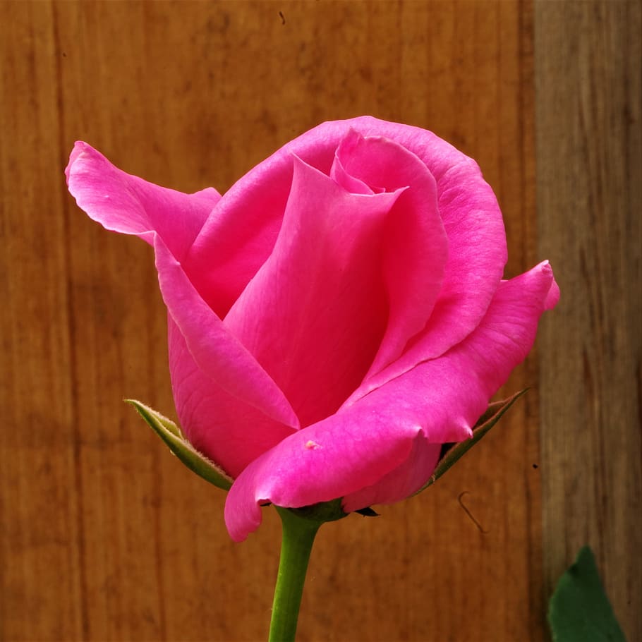 flower, rosa, rose, flowering plant, fragility, vulnerability HD wallpaper
