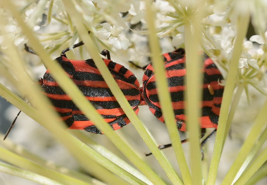 hemiptera, bedbugs, graphosoma, italicum, plant, beauty in nature HD wallpaper