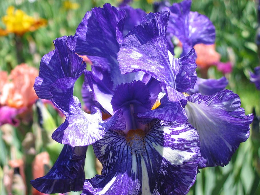 purple iris, vuillerens, spring, flowering plant, petal, beauty in nature HD wallpaper