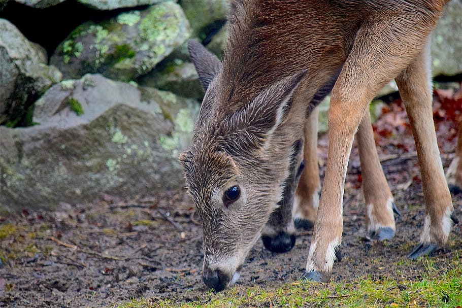 deer, wet, cute, nature, animal, wildlife, mammal, woods, natural HD wallpaper