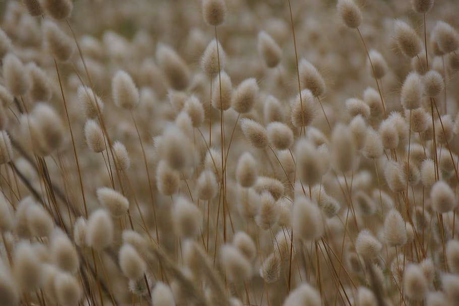grass, soft, tips, meadow, cereal plant, full frame, nature HD wallpaper