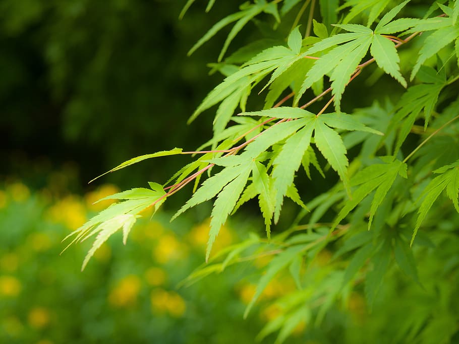 japan, maple, leaf, maple leaf, arboretum, fresh green, plant HD wallpaper