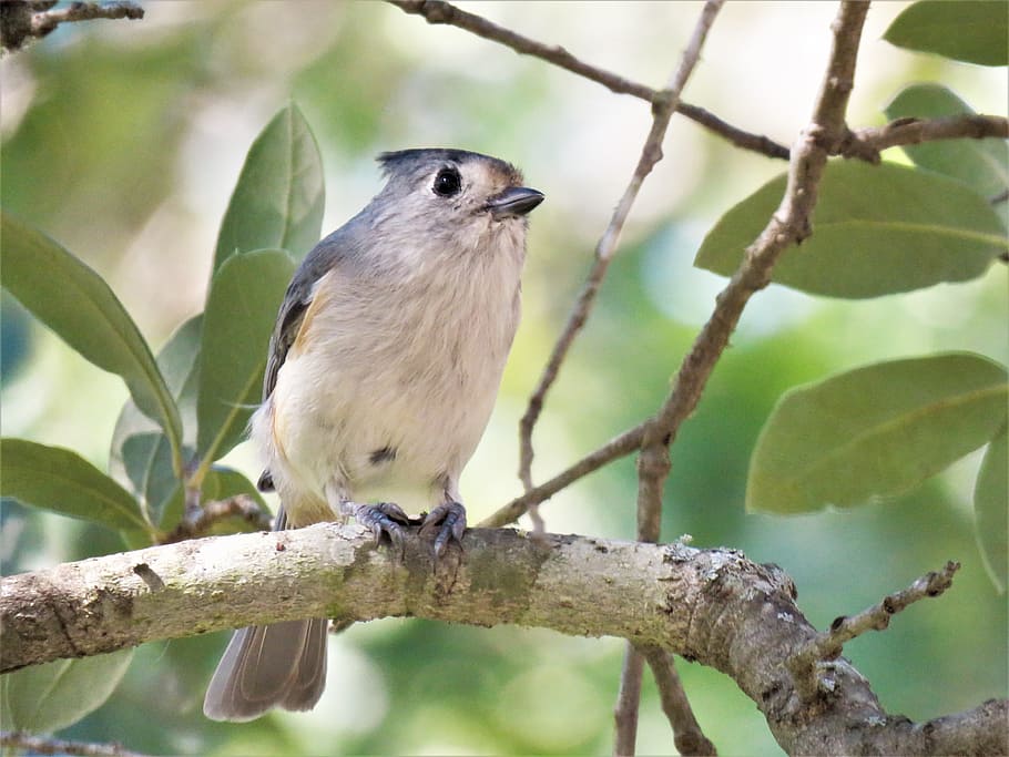 bird, natural, tree, up close, wildlife, animal themes, animal wildlife HD wallpaper