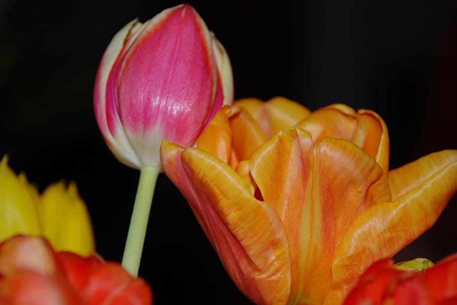 Tulip, Flower, Nature, Leaf, Spring, floral, blossom, bouquet HD wallpaper