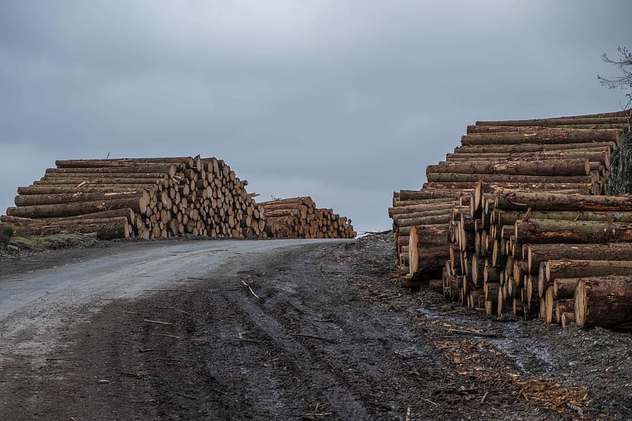 assorted logs beside road, brown log lot on during dark hour HD wallpaper