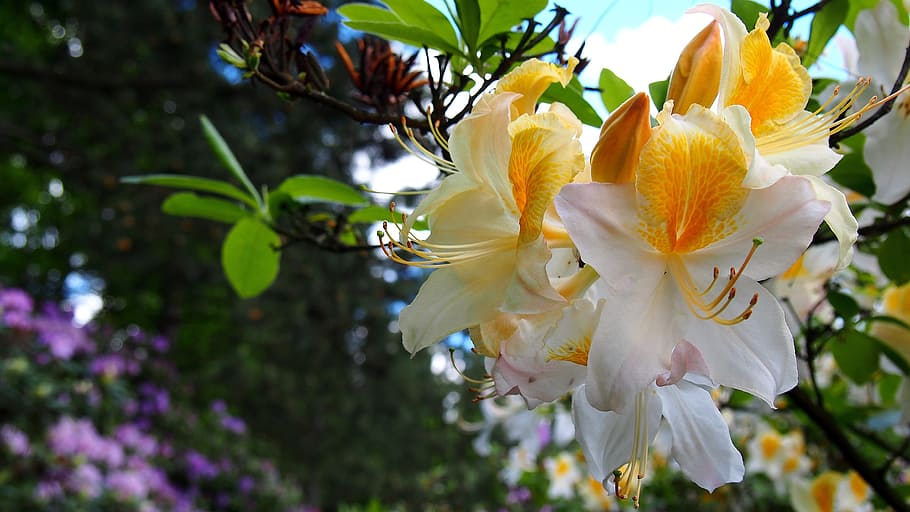 photo of white and yellow petal flowers, azalea, rhododendron, HD wallpaper