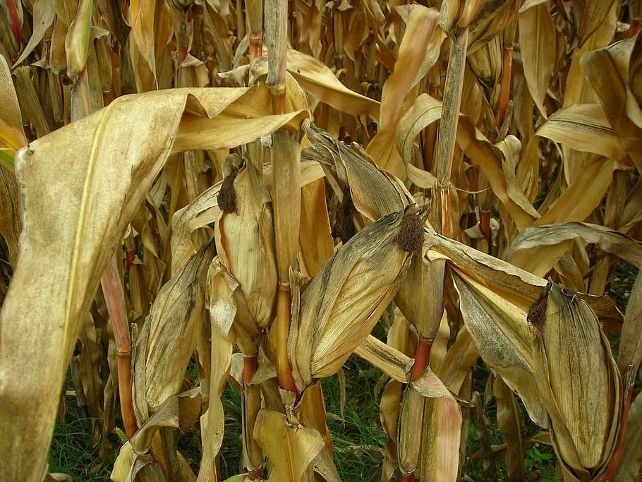 Leaves, Field, Corn, Corn Field, Dry, drought, cereal plant HD wallpaper