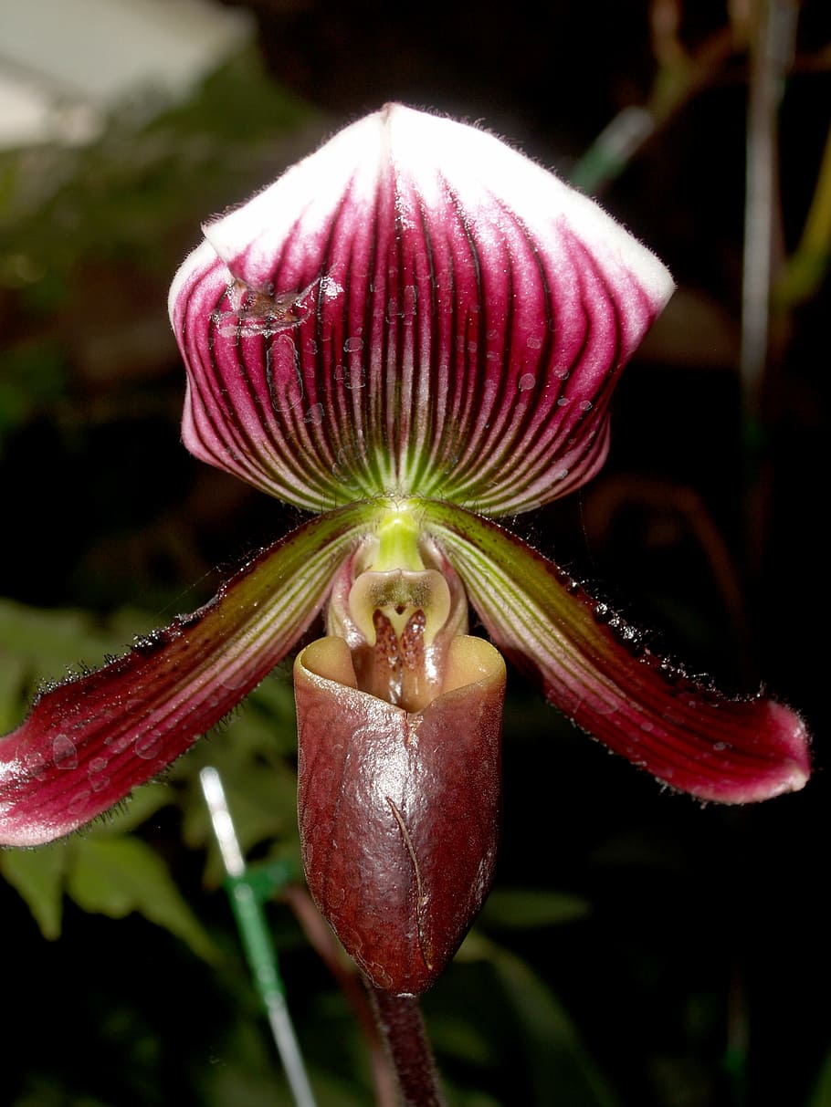 orchid, flower, bright, violet, flora, growth, decoration, bud HD wallpaper
