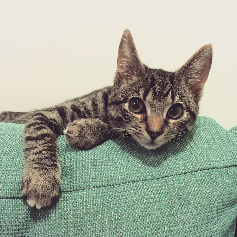 gray tabby cat lying on teal textile, kitten, feline, pet, domestic HD wallpaper