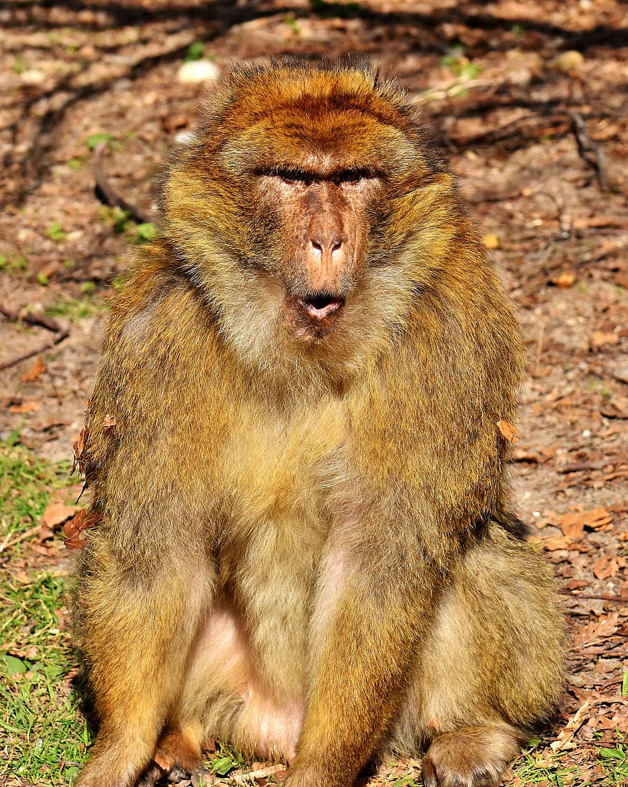 barbary ape, endangered species, monkey mountain salem, animal