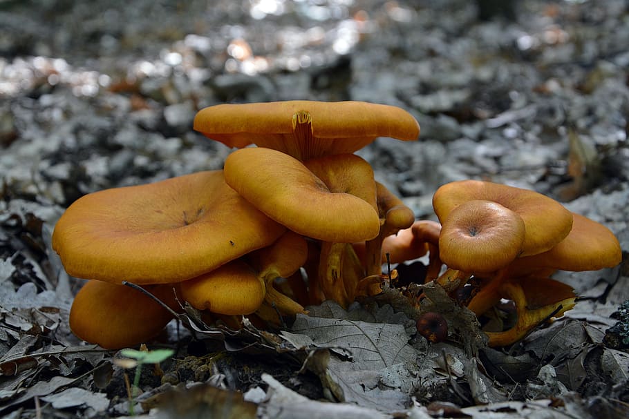 fungi, forest, nature, orange, food, mushroom, fungus, food and drink HD wallpaper
