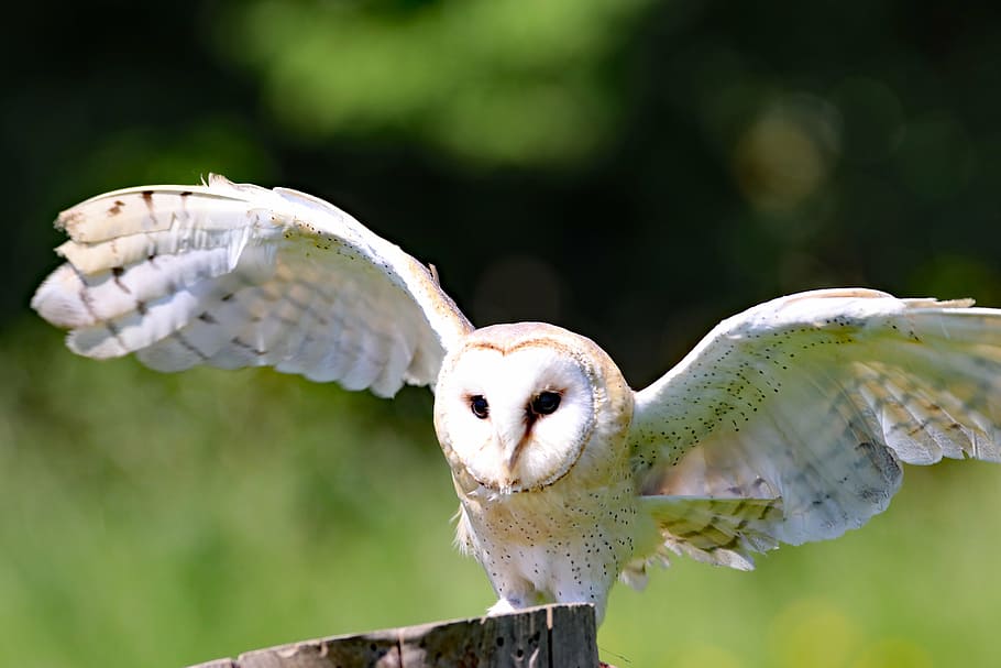 white owl, barn owl, bird, animal, wildlife, nature, predator HD wallpaper