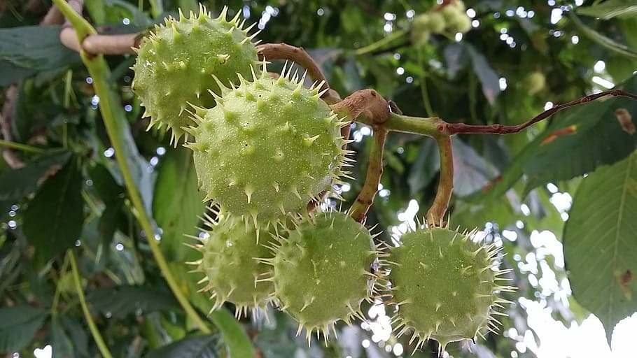 chestnut, green, chestnut tree, chestnut leaves, plant, chestnut bud HD wallpaper