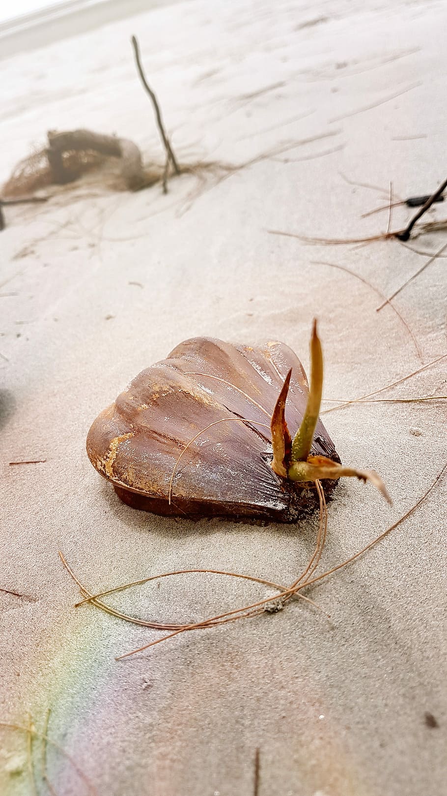Beach, Shell, Sea, Sand, Travel, summer, vacation, tropical HD wallpaper